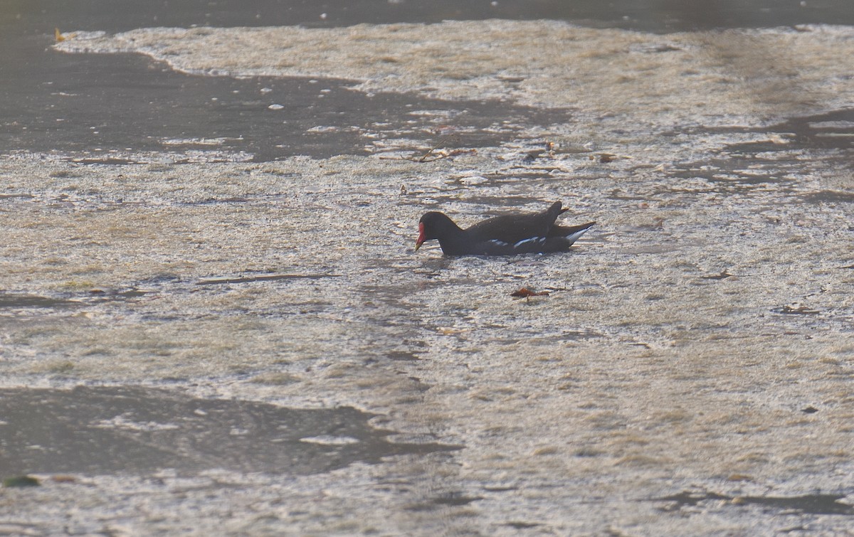 Eurasian Moorhen - ML646047188