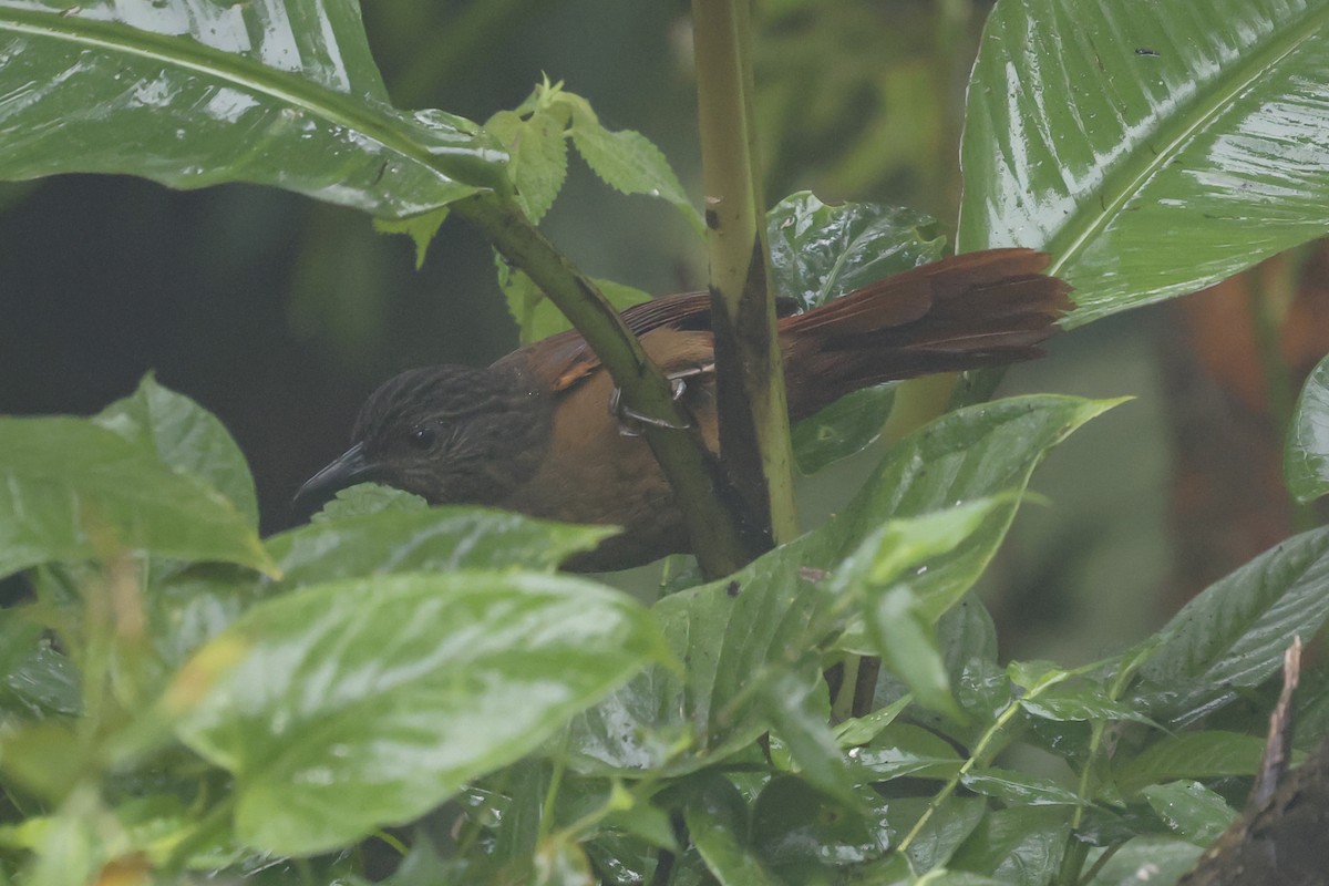 Anabate à tête striée - ML646047190