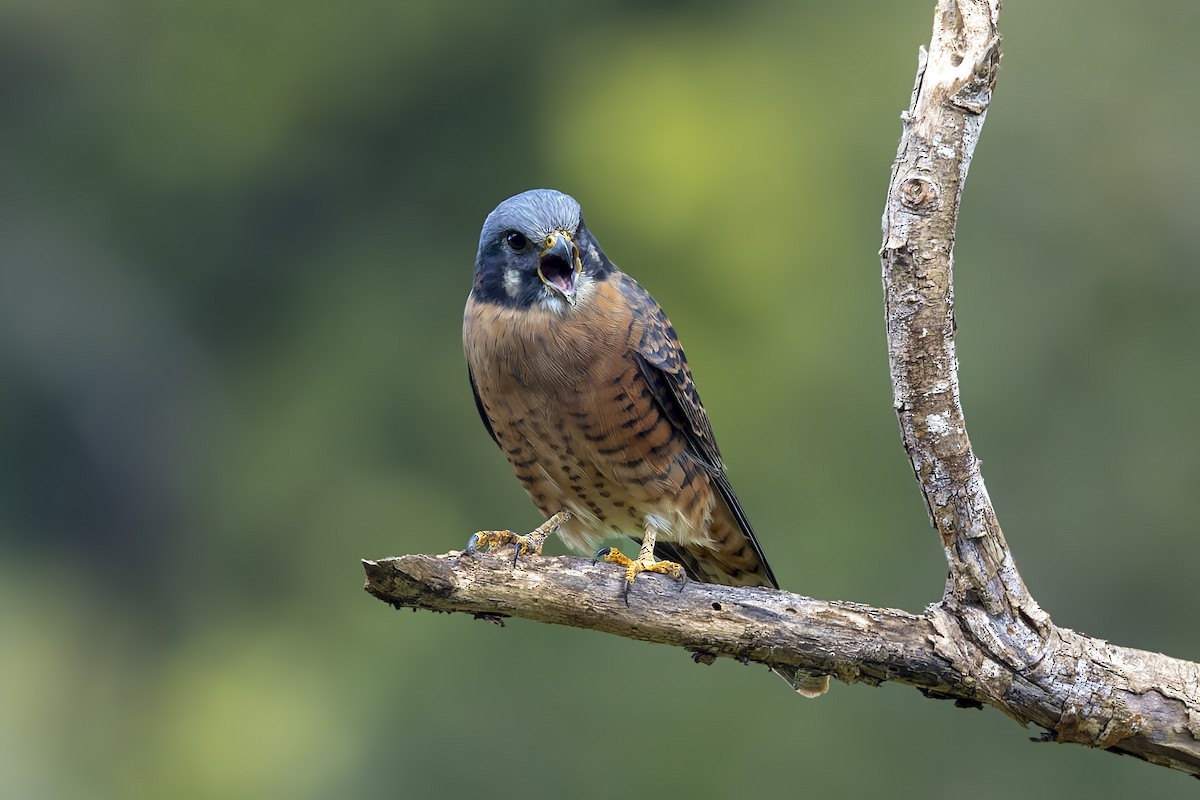 American Kestrel (Cuban) - ML646047191