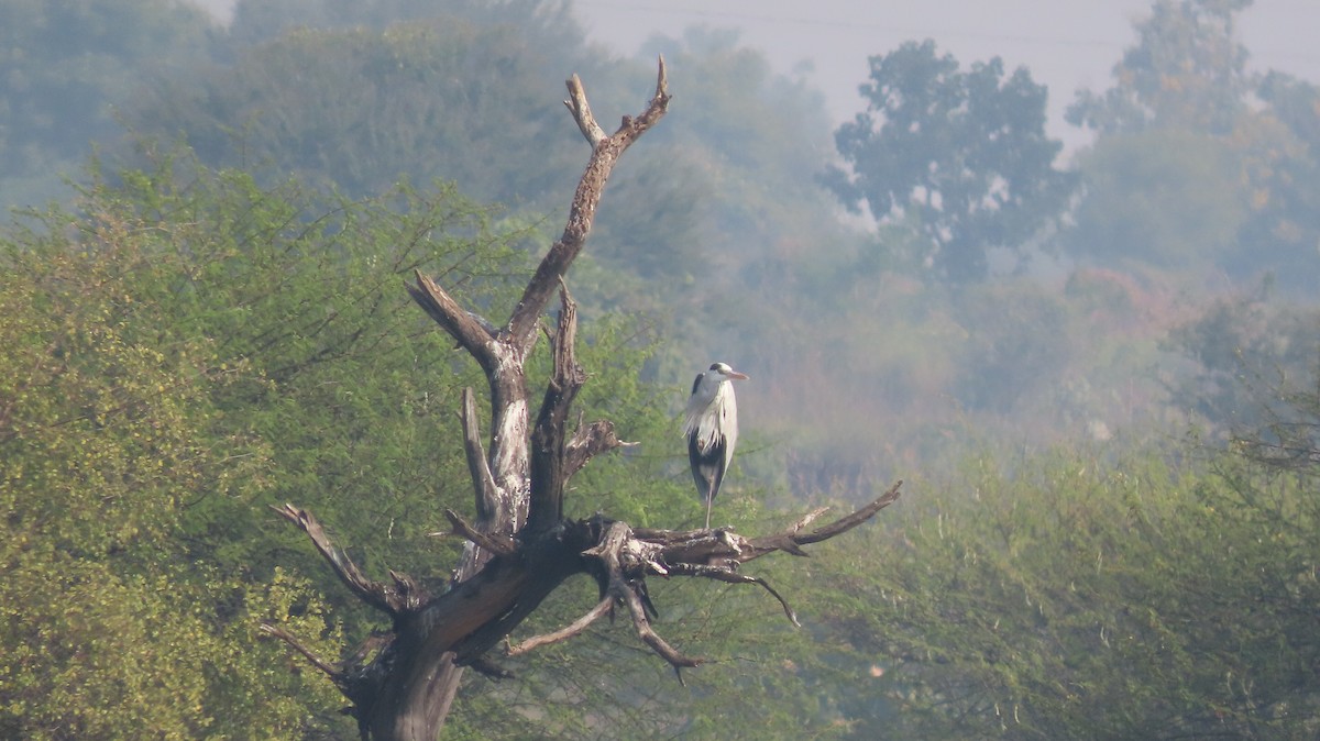 アオサギ - ML646047192