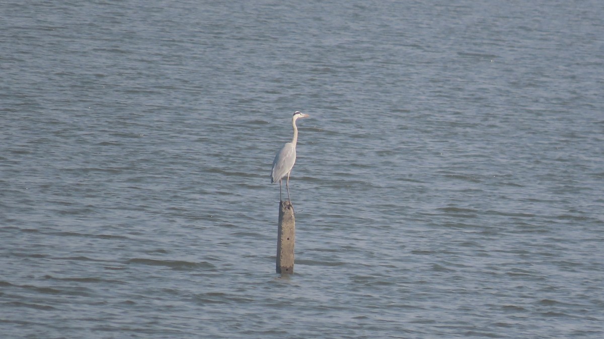 アオサギ - ML646047193