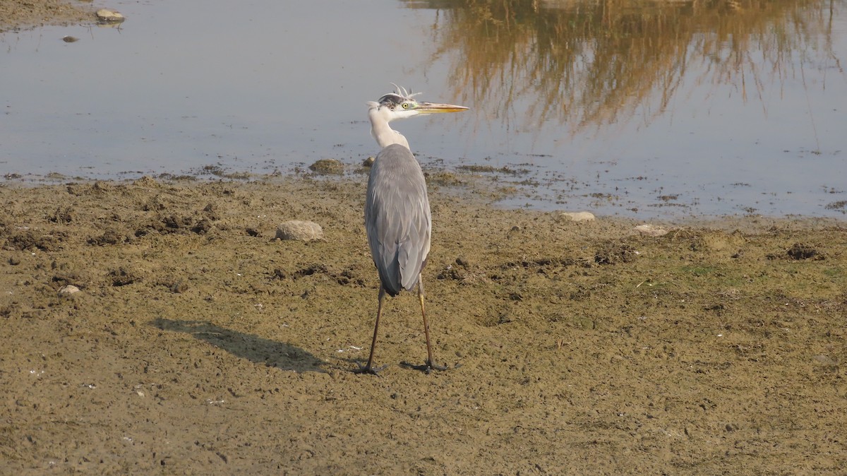 アオサギ - ML646047194