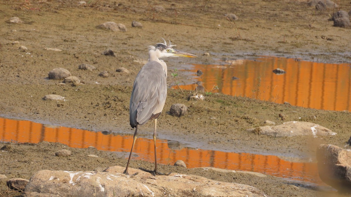 アオサギ - ML646047195