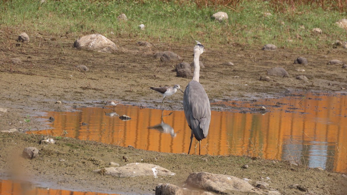 אנפה אפורה - ML646047196