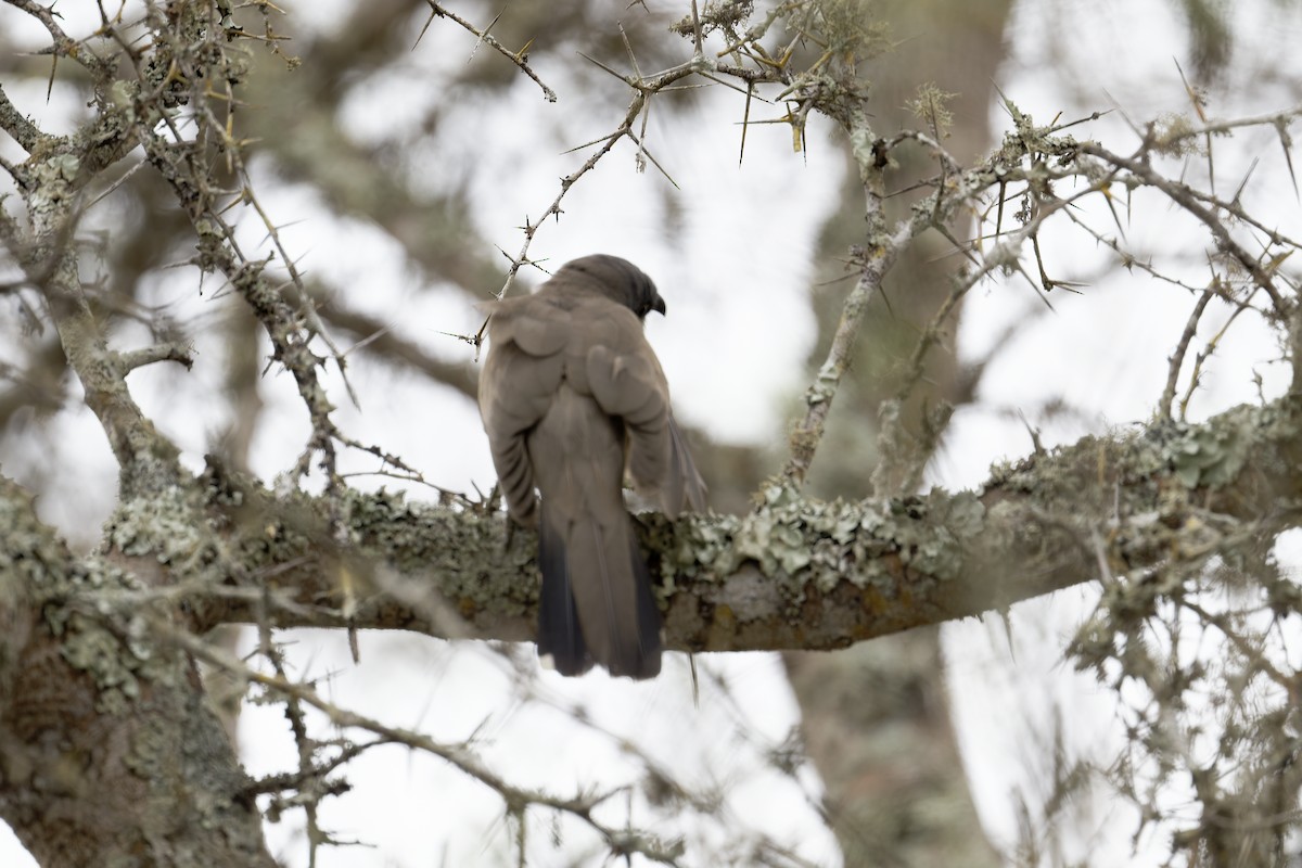 Галапагосская пиайя - ML646047197
