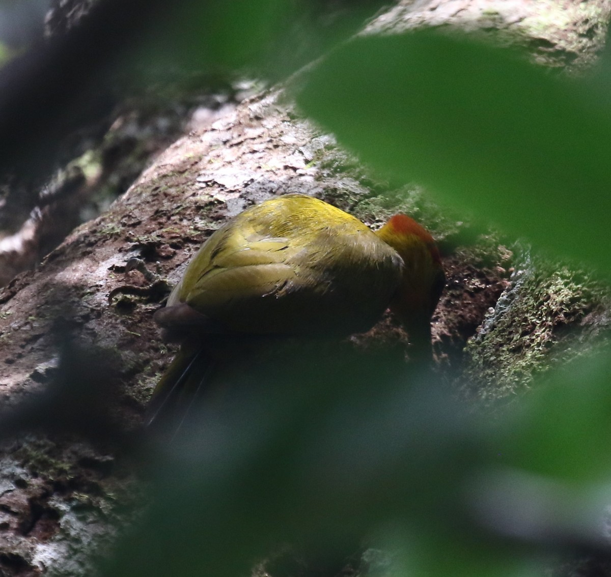 Yellow-throated Woodpecker - ML646047198