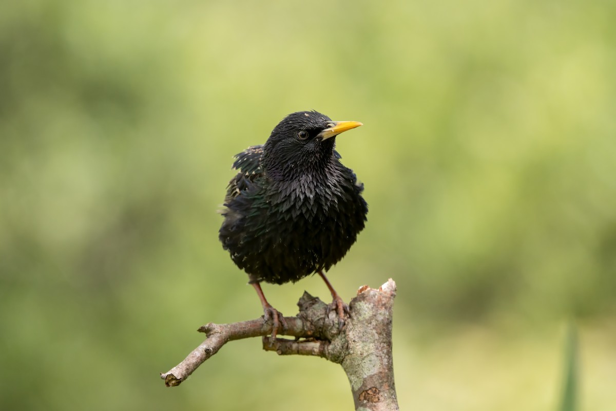 Шпак звичайний - ML646047202