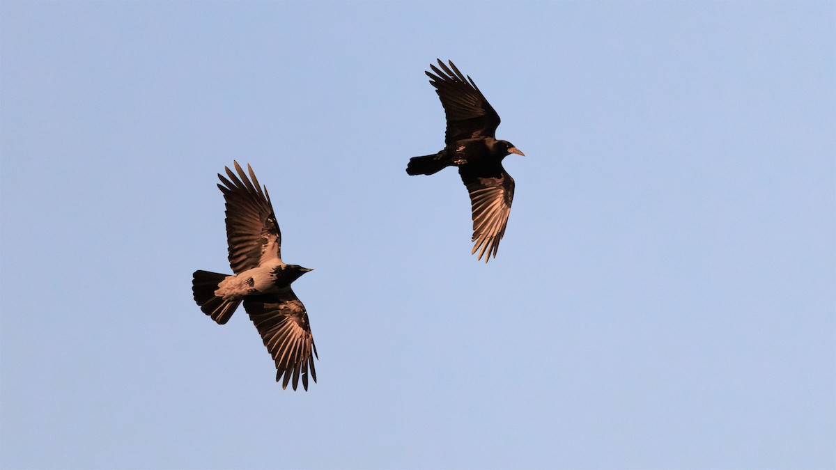 Ekin Kargası - ML646047204