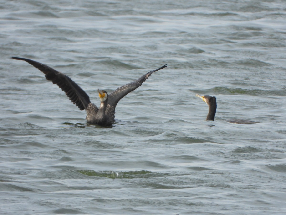 Great Cormorant - ML646047207