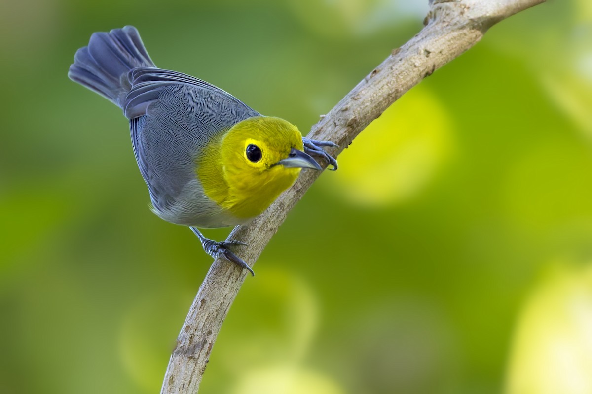 Yellow-headed Warbler - ML646047209