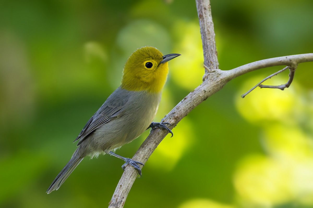 Yellow-headed Warbler - ML646047210