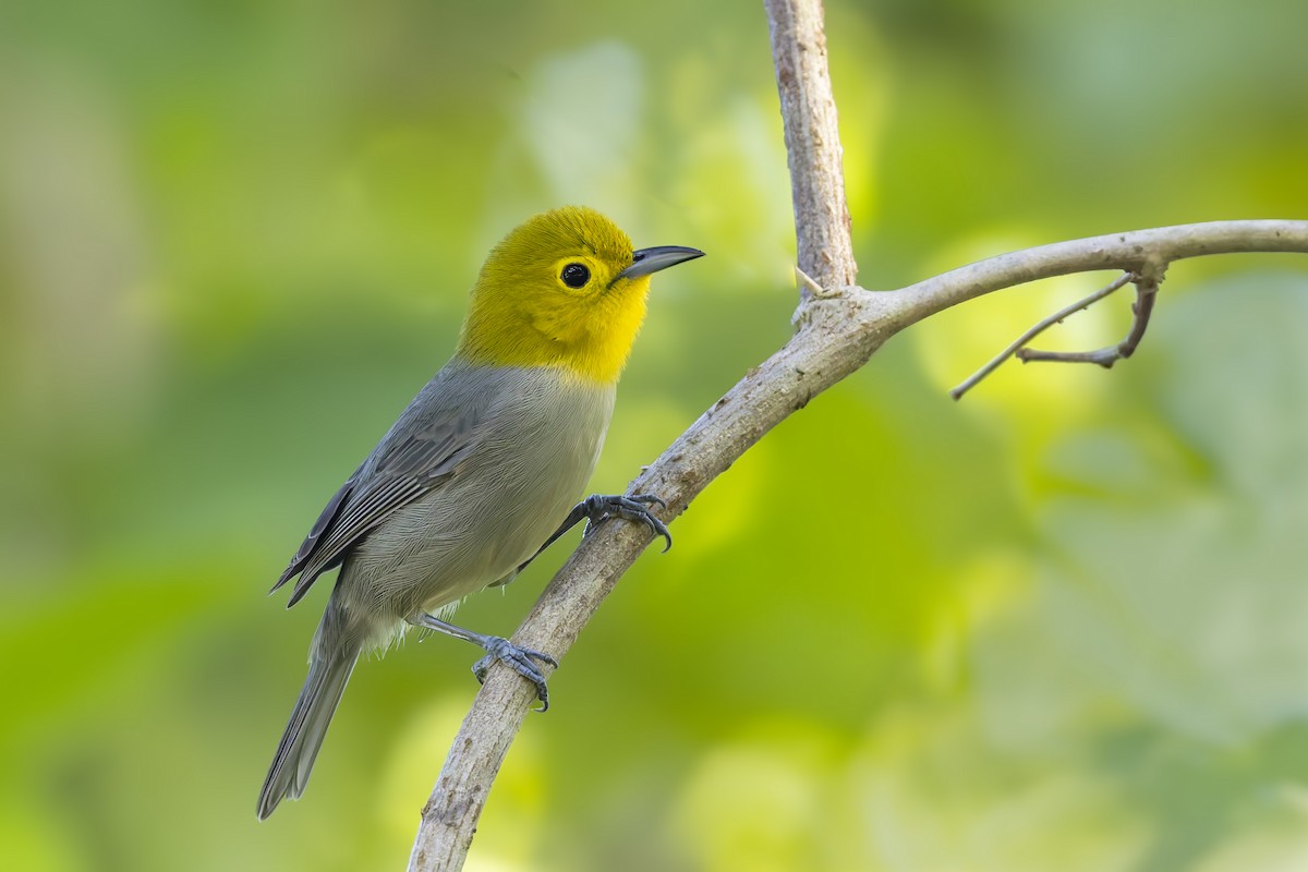 Yellow-headed Warbler - ML646047211