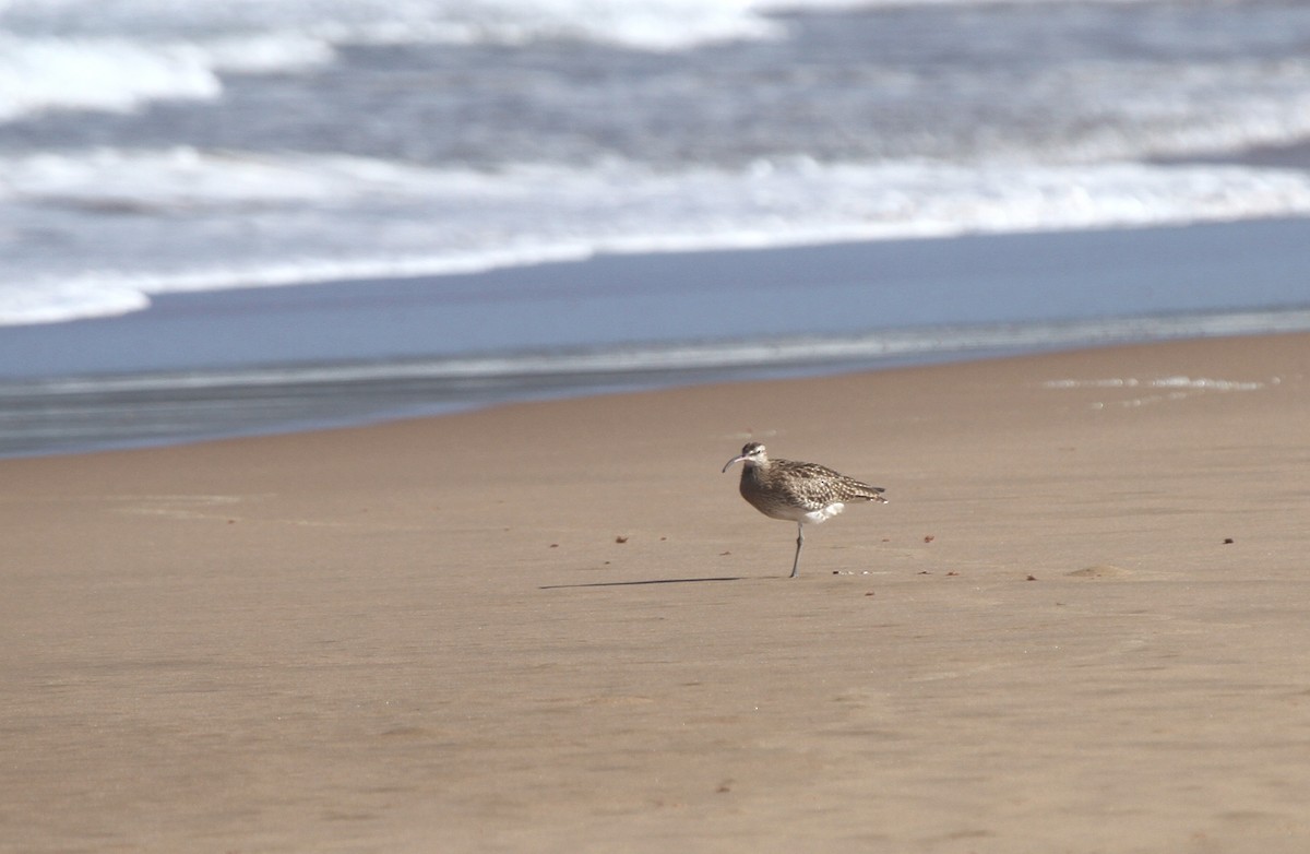 חרמשון קטן - ML646047212