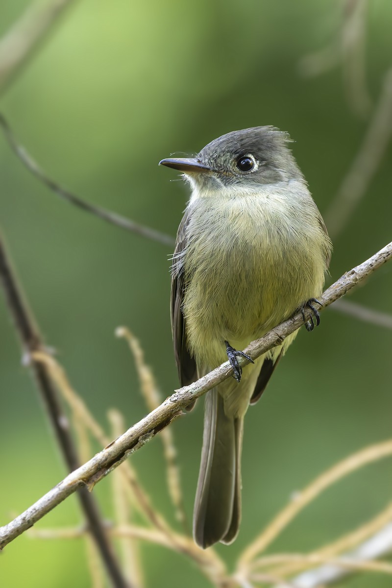 Cuban Pewee - ML646047213