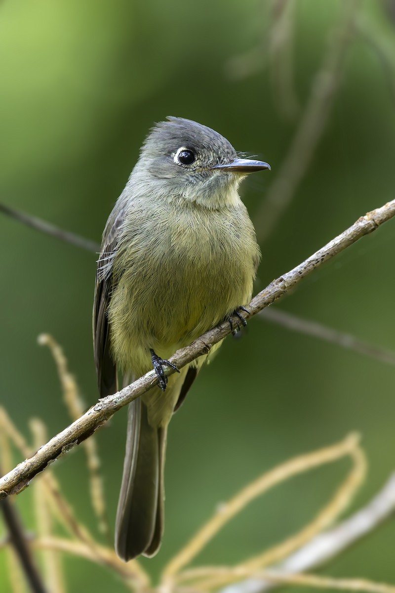 Cuban Pewee - ML646047214