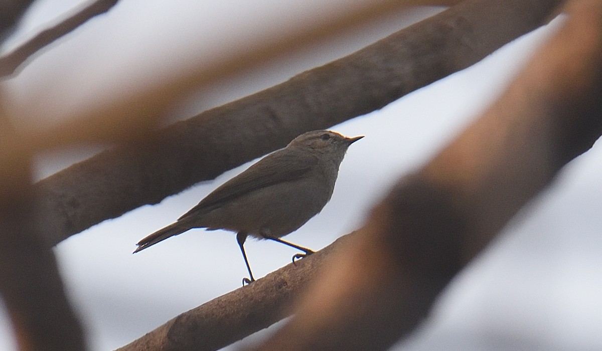 עלווית חורף - ML646047215