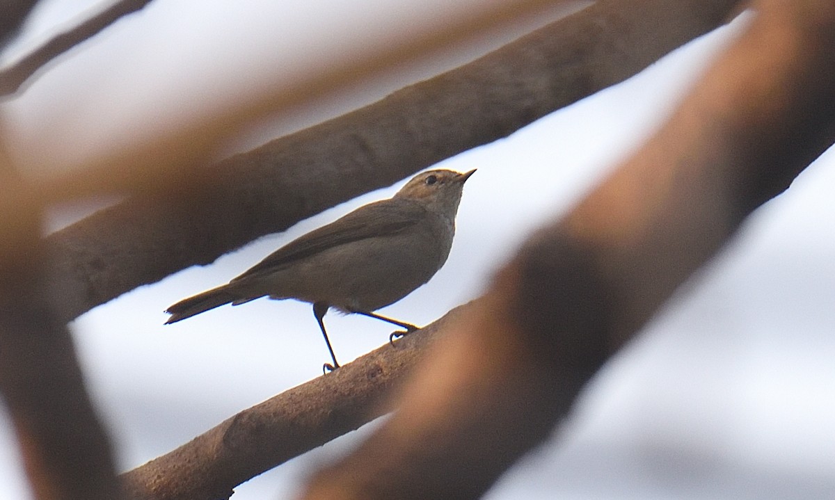 עלווית חורף - ML646047216