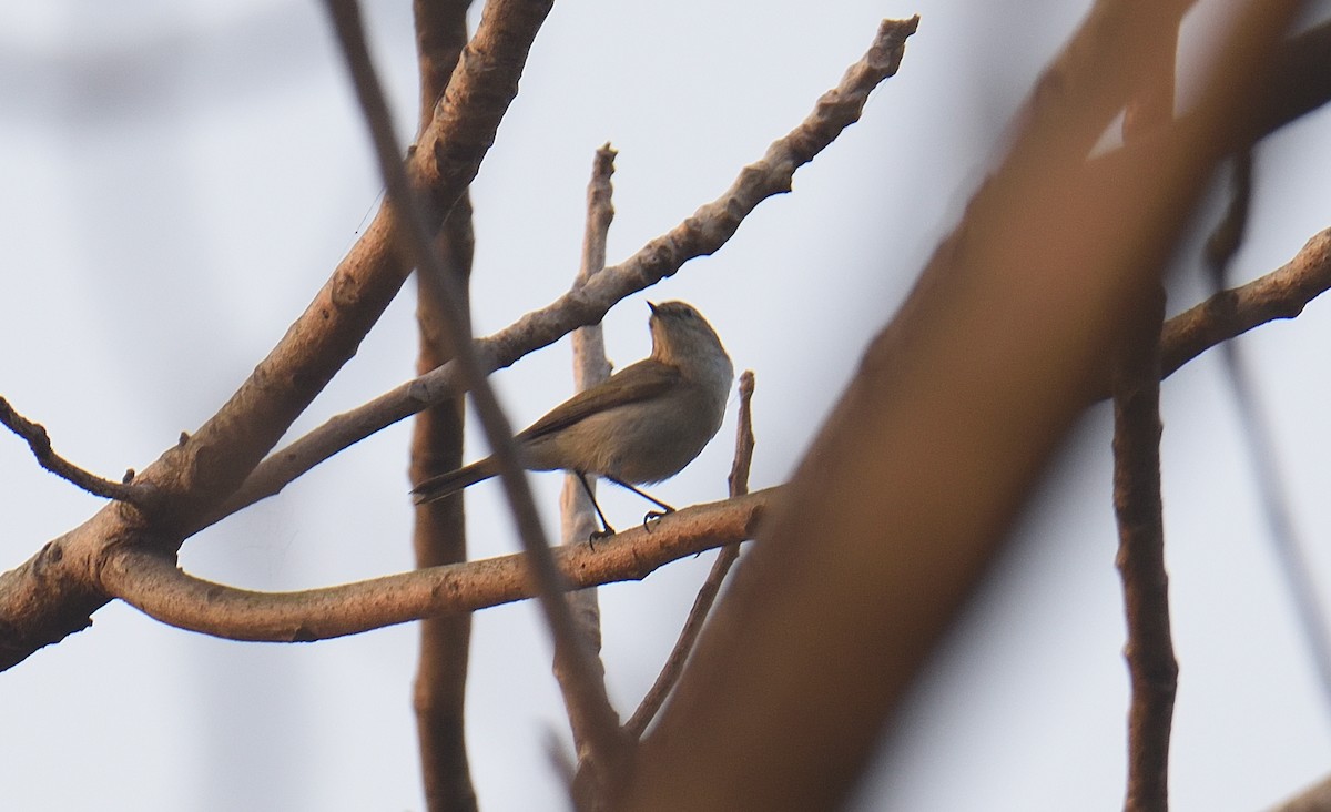 עלווית חורף - ML646047217