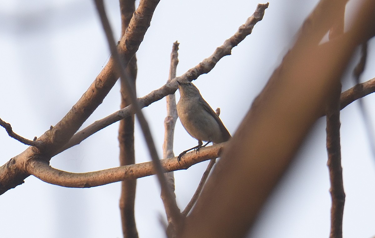 עלווית חורף - ML646047218