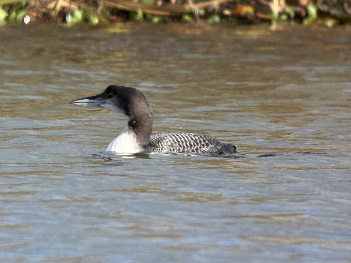 Common Loon - ML646047219