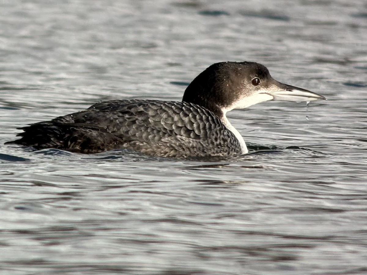 Common Loon - ML646047220