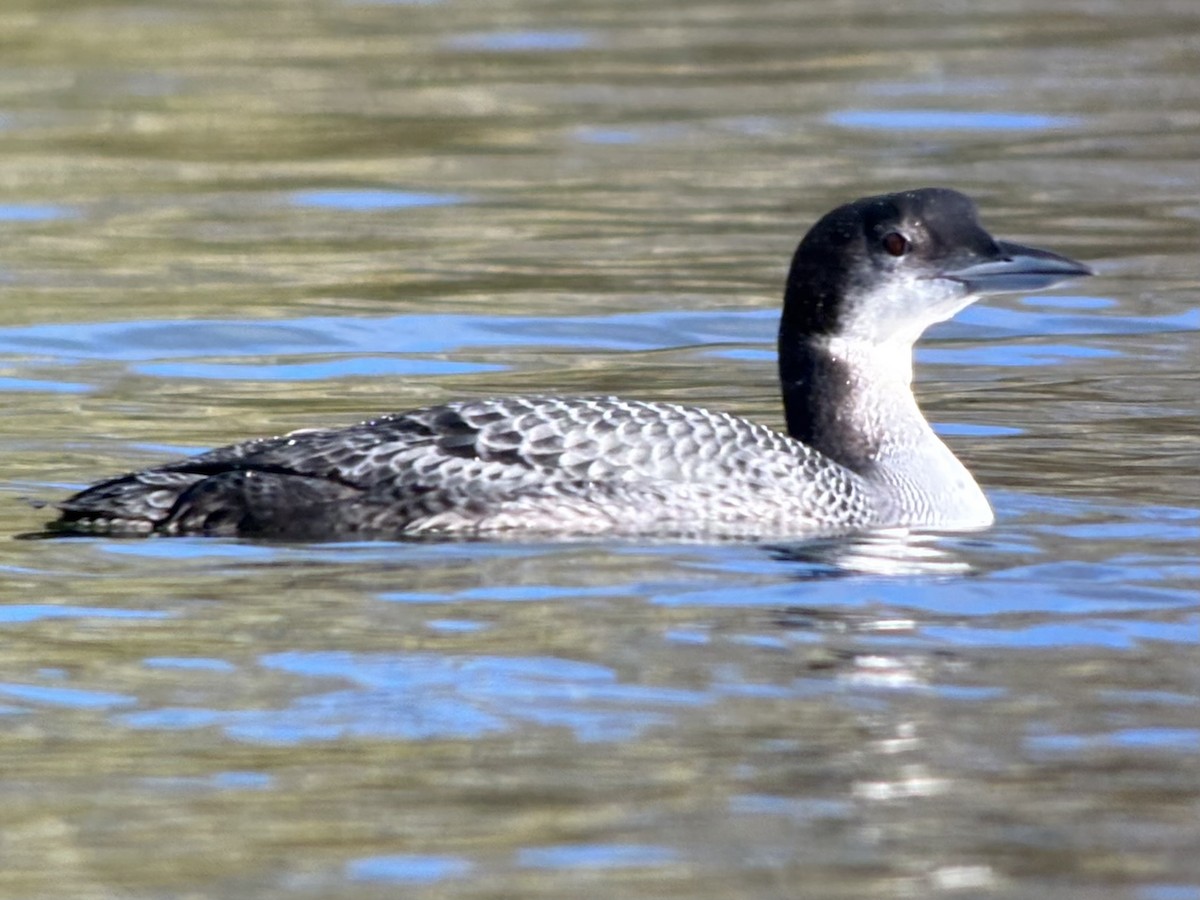 Common Loon - ML646047221