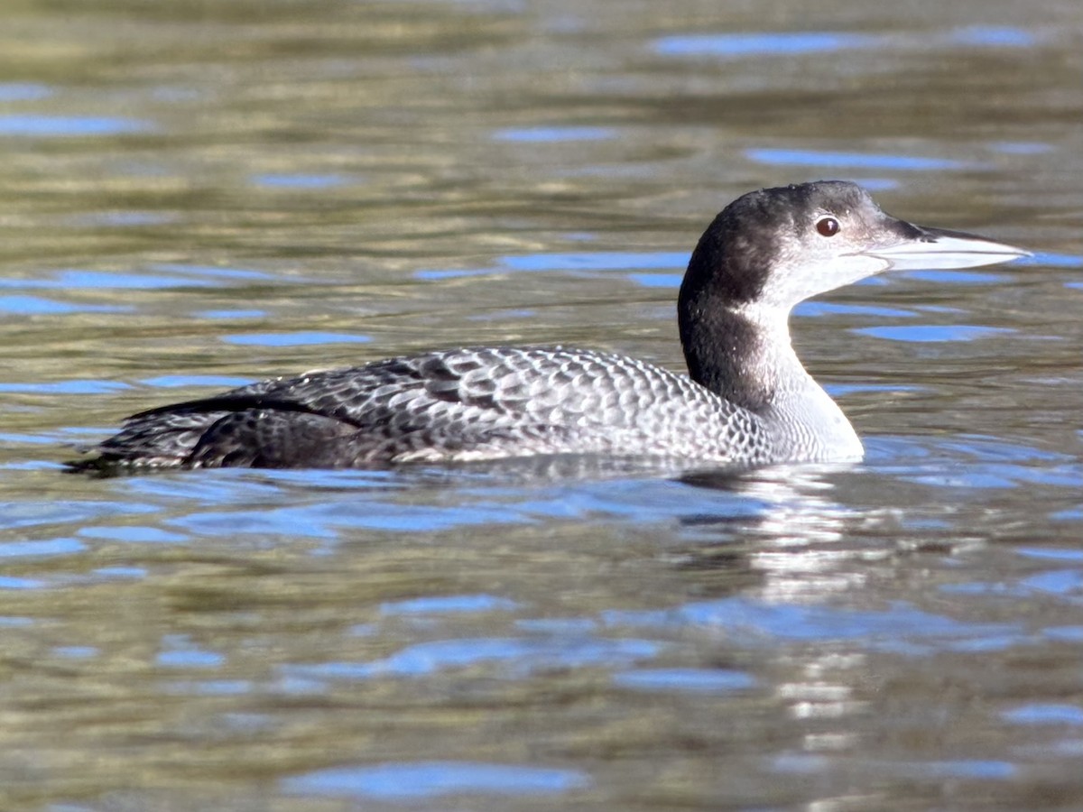 Common Loon - ML646047222