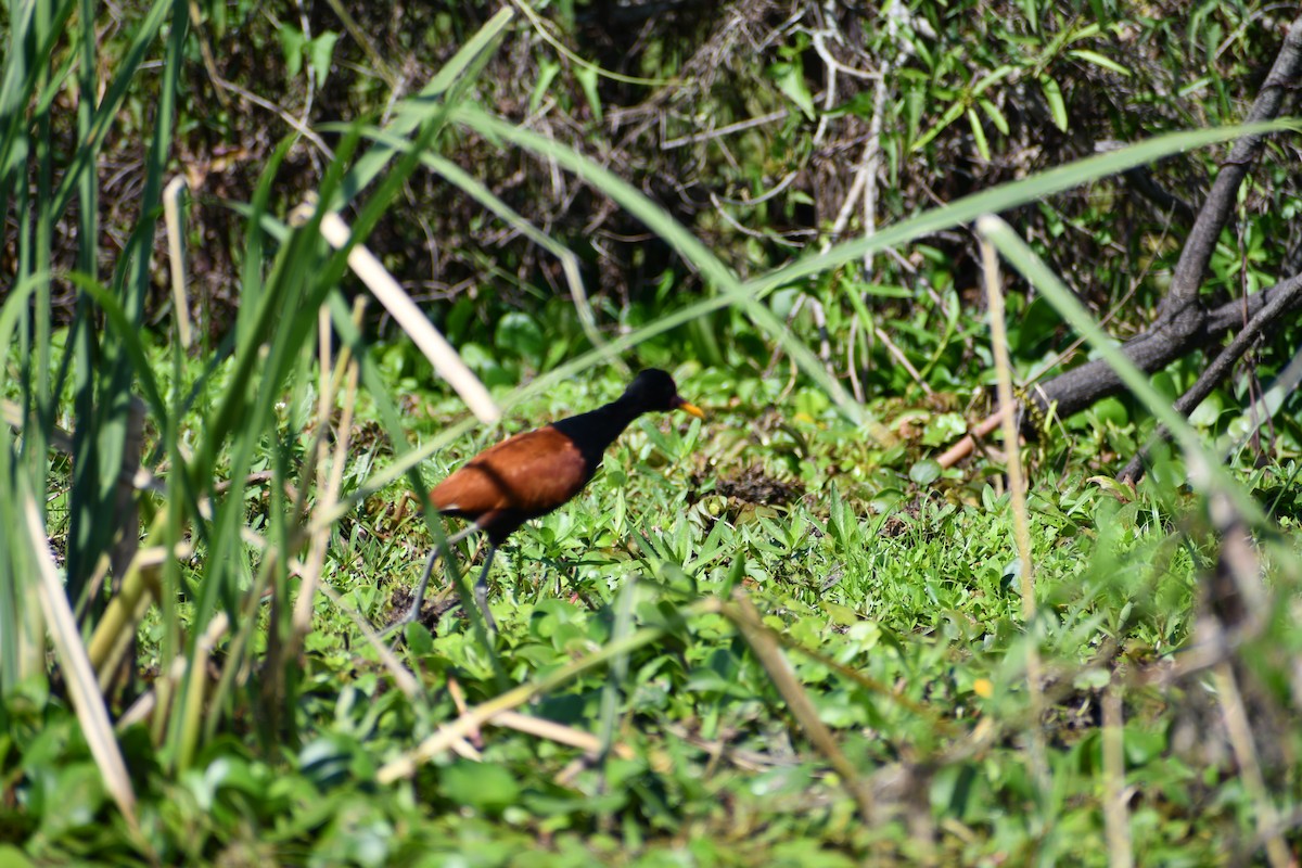 Wattled Jacana - ML646047223
