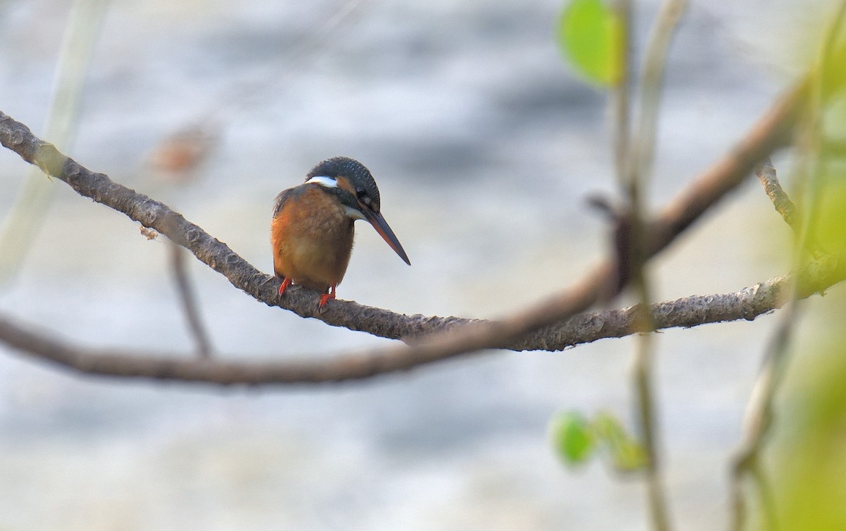 שלדג גמדי - ML646047224