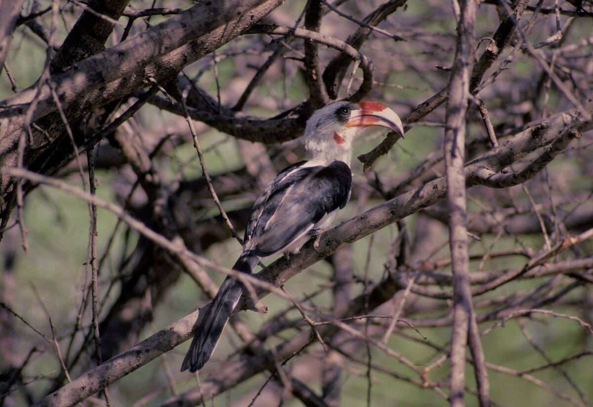 Von der Decken's Hornbill - ML646047225