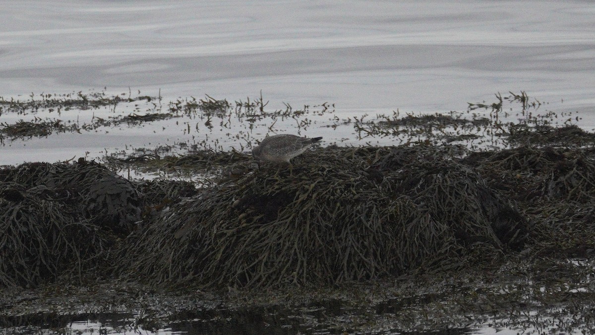 חופית להקנית - ML646047227