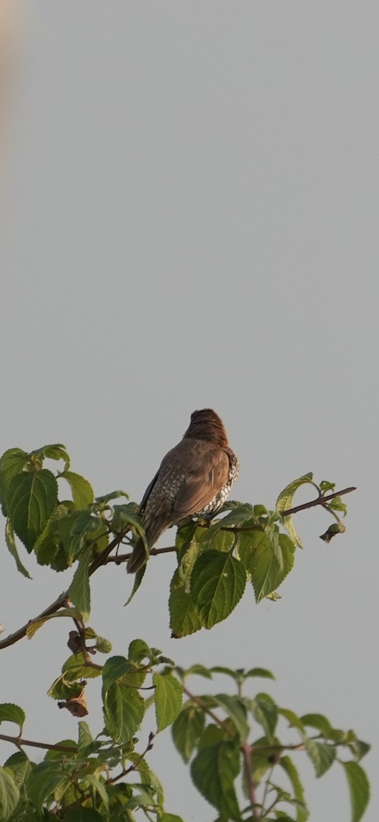 מוניה מפוספסת-חזה - ML646047228