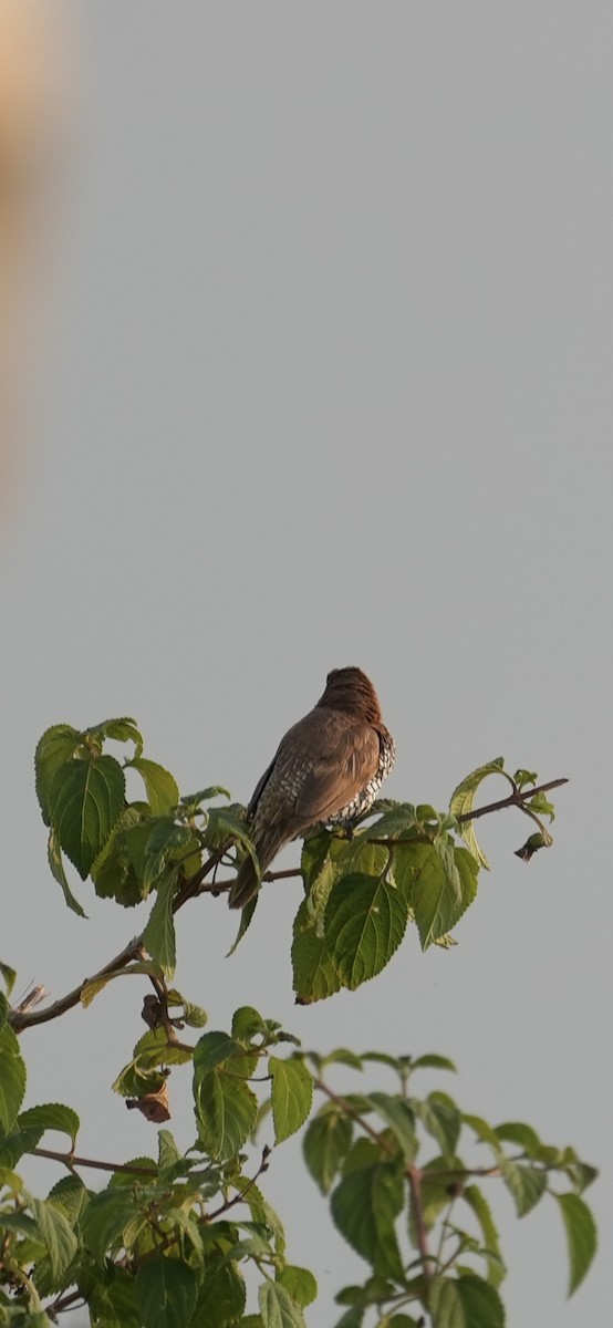 מוניה מפוספסת-חזה - ML646047229