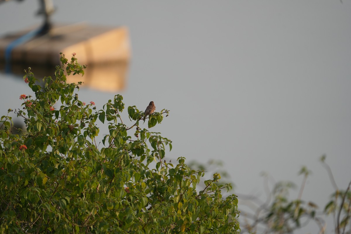 מוניה מפוספסת-חזה - ML646047230
