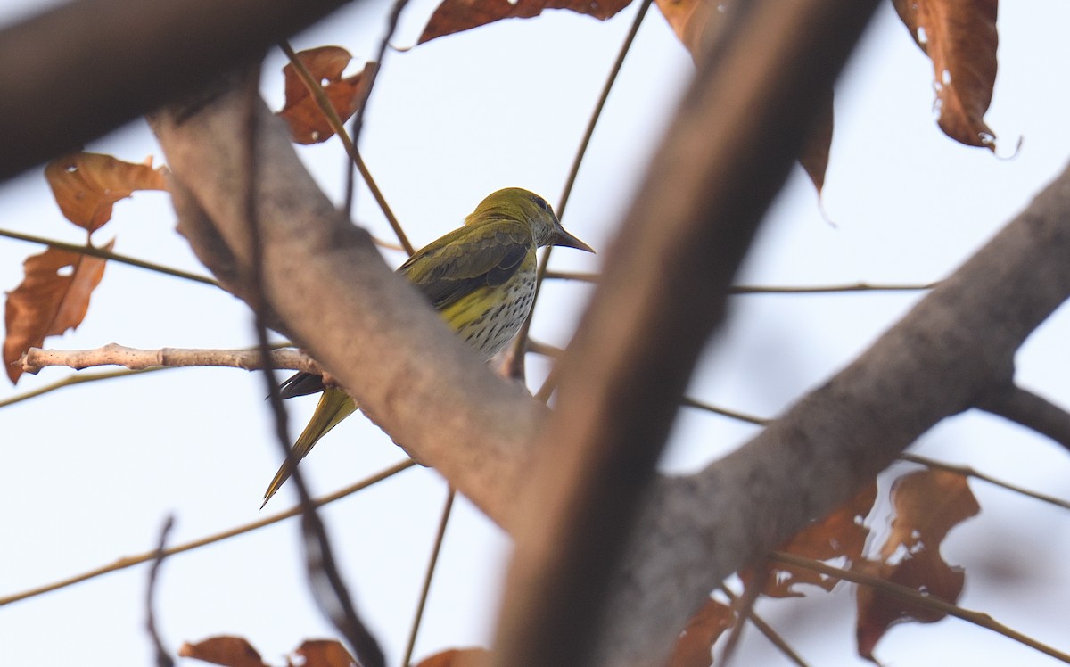 זהבן הודי - ML646047231
