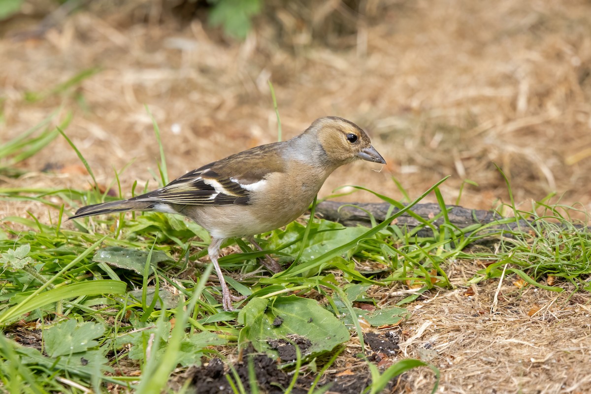 פרוש מצוי - ML646047232