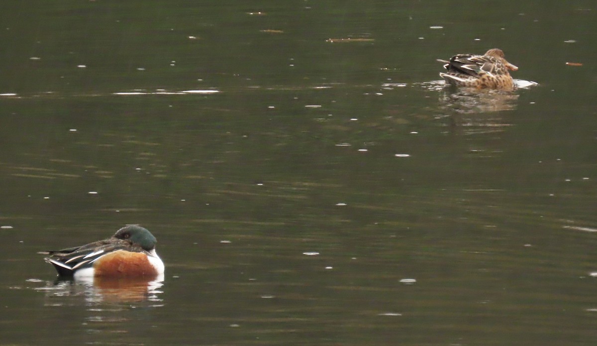 מרית צפונית - ML646047233