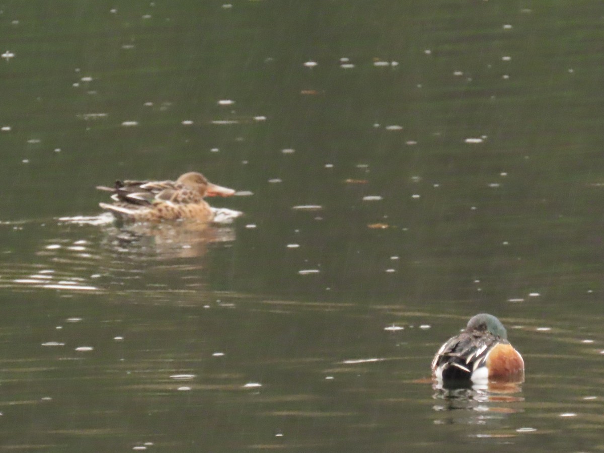 מרית צפונית - ML646047234