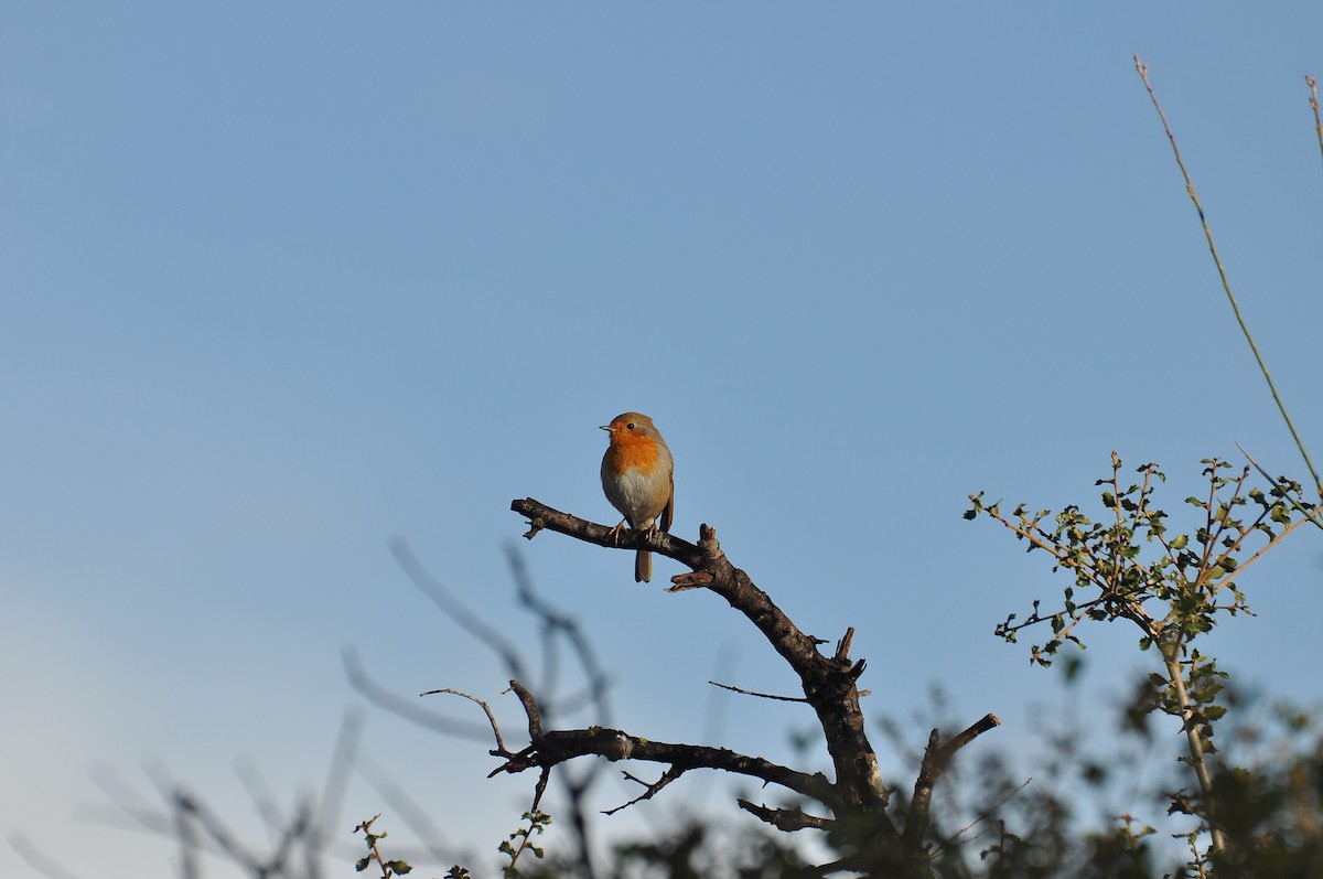 אדום חזה - ML646047235