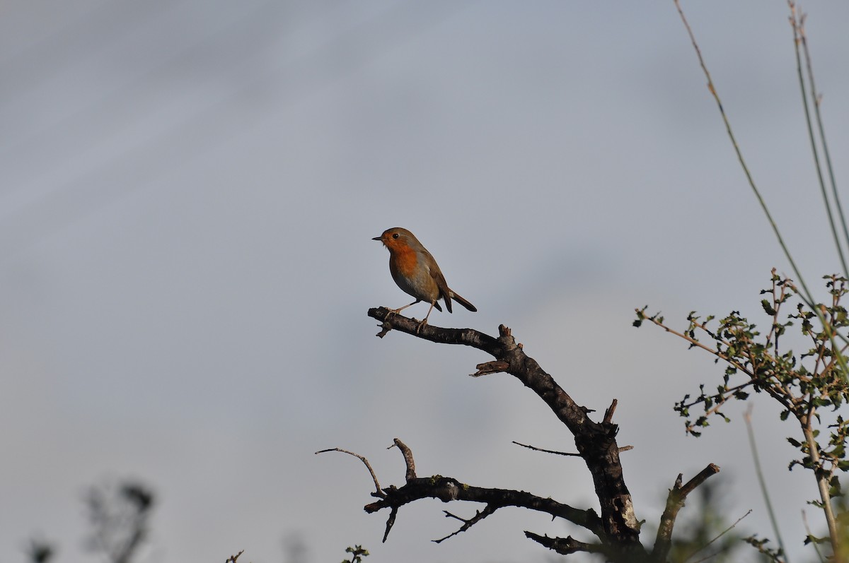 אדום חזה - ML646047236