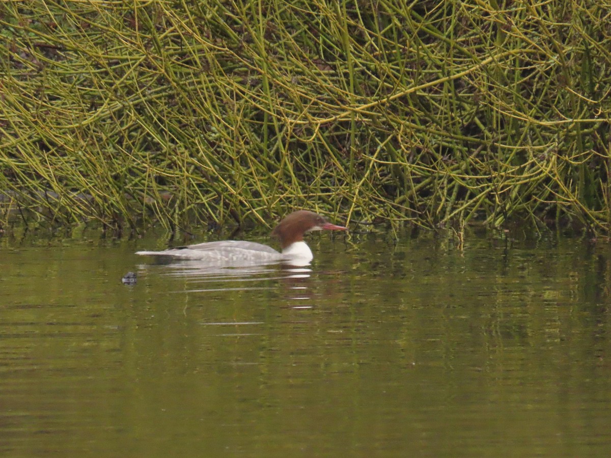 מרגון גדול - ML646047237