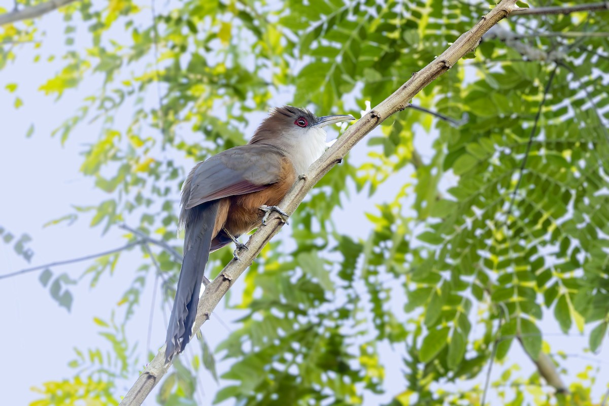 Great Lizard-Cuckoo (Cuban) - ML646047238