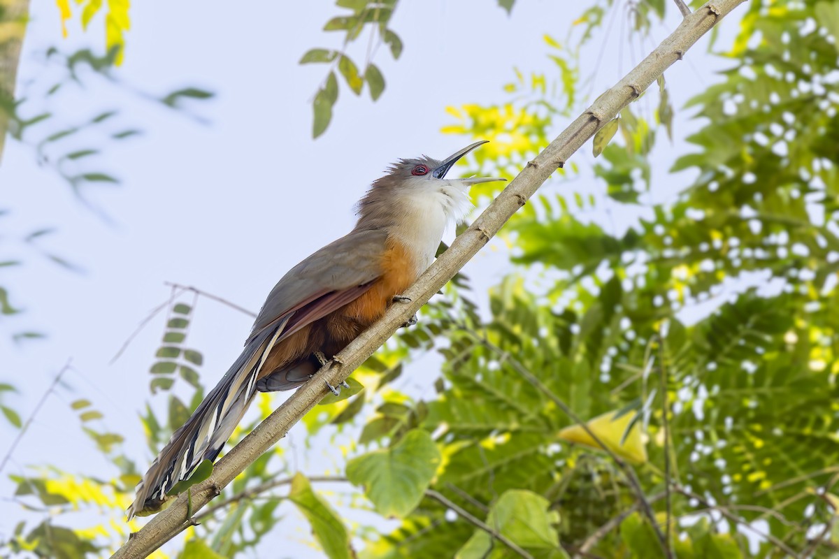 Great Lizard-Cuckoo (Cuban) - ML646047239