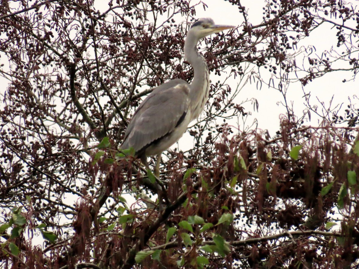 אנפה אפורה - ML646047240