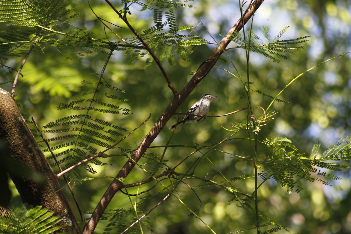 Large-billed Antwren - ML646047241