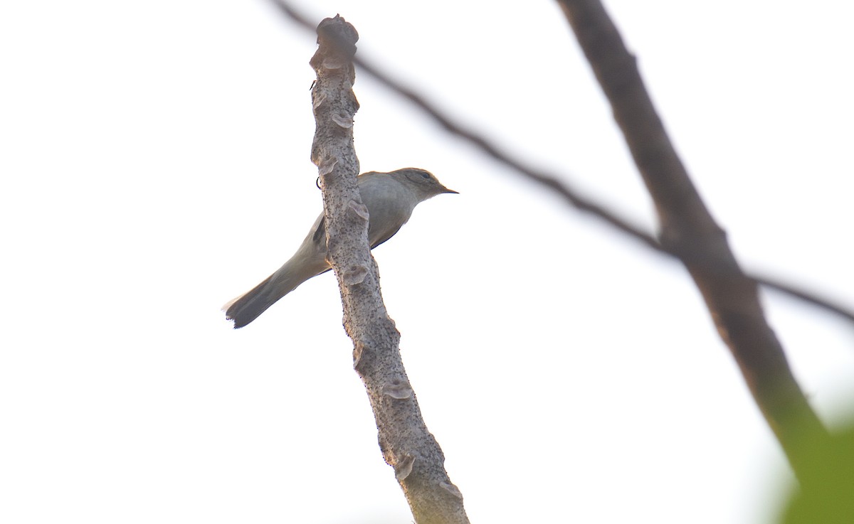 עלווית חורף - ML646047242