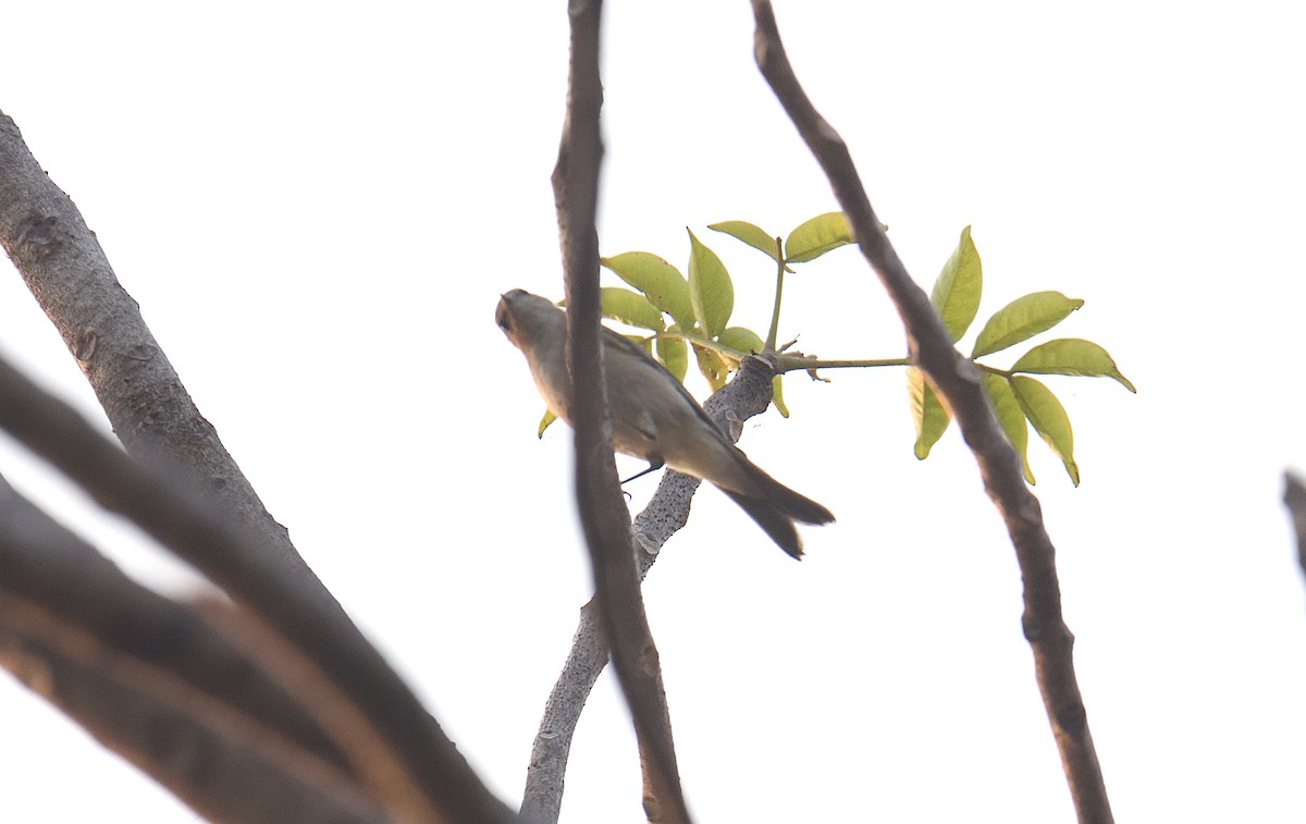 עלווית חורף - ML646047243