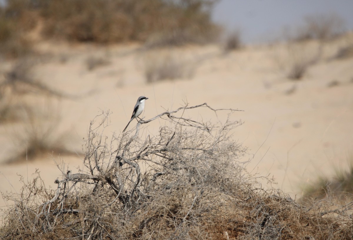 חנקן גדול - ML646047244