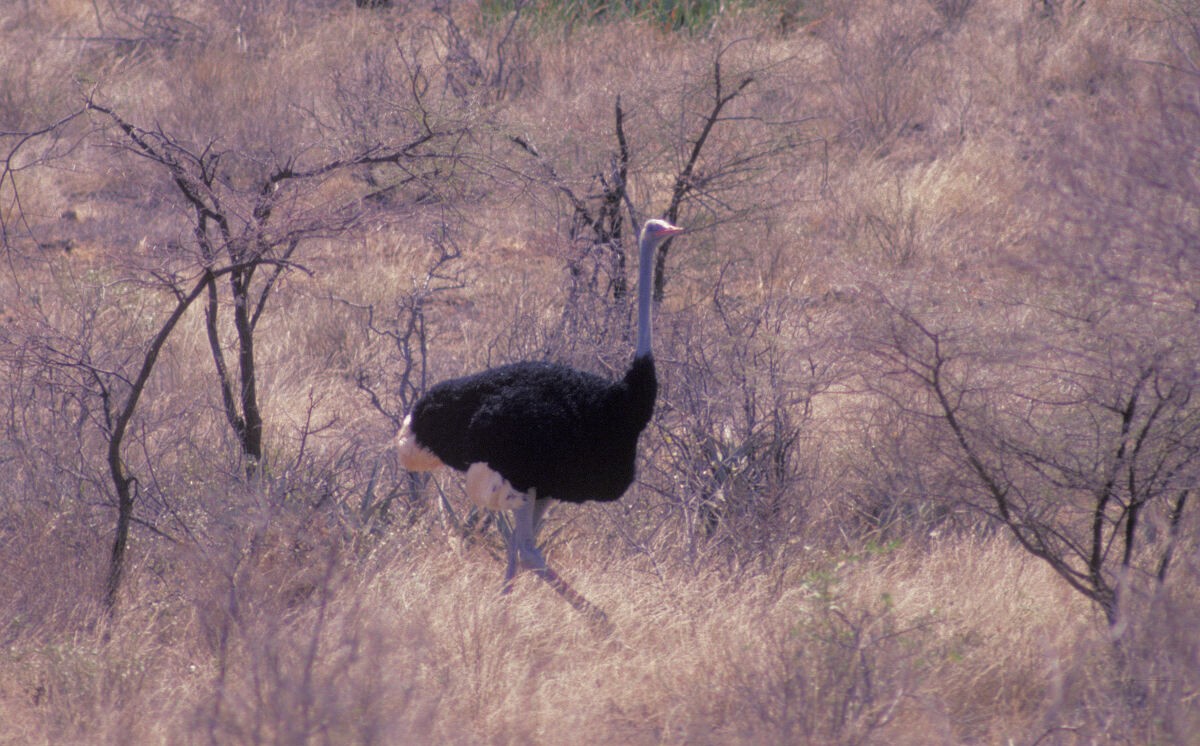 יען סומלי - ML646047245
