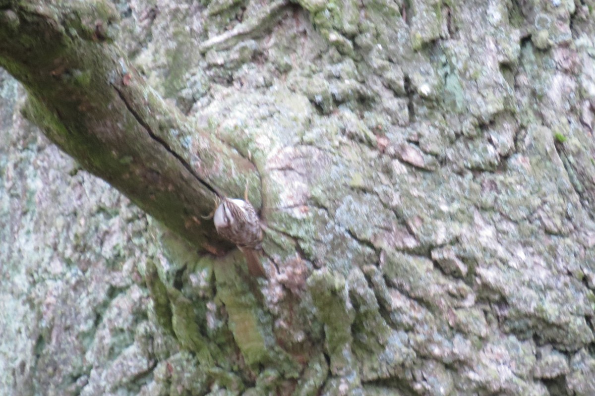 טפס-עצים אירופי - ML646047248